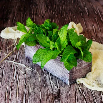 Natural Dry Stevia Leaf